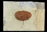 Detailed Fossil Leaf (Zizyphoides) - Montana #97755-1